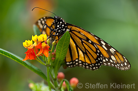 117 Monarch - Danaus plexxipus